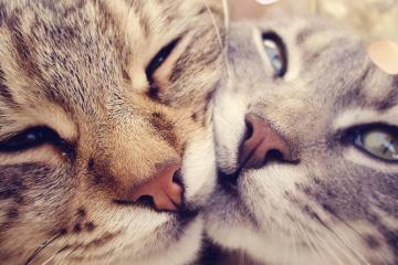 开云体育-波峰对决，当76人一波带走爵士，西亚卡姆在F1赛道接管争冠战