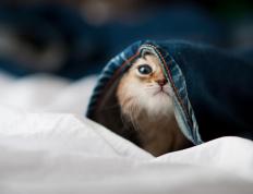 开云体育平台APP-足球奇才率队踏过紫金湖人？当欧冠决赛上演跨界决胜局