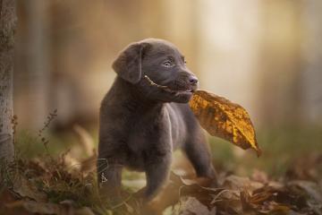 开云体育平台APP-霸主沦陷之夜，哈登逆天改命，灰熊重锤砸碎广东王朝？