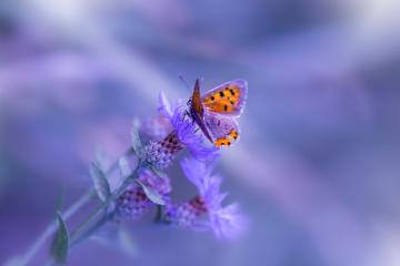 开云官网-跨界奇迹，亚特兰大足球场粉碎摩纳哥，范戴克NBA总决赛接管比赛