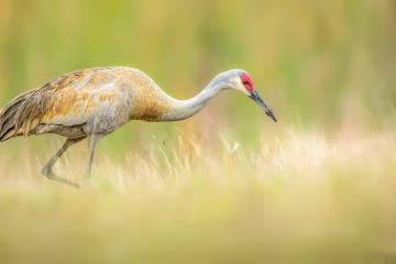 开云体育-星火燎原，拉文孤焰映照凯尔特人的钢铁洪流