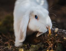 开云体育登录-欧冠淘汰赛之夜，奥利维耶，从暗影中射出的致命光芒