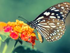 开云体育中国-灰熊强势击溃火箭，哈登全场最佳无争议