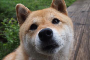 开云体育平台APP-波罗的海的烙印，当巴斯托尼在多特蒙德的黄黑墙前，带领波兰客场取胜