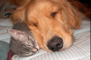 开云体育官方网站-硬仗中的荣耀，中国力克伊朗的启示与楚阿梅尼英超争冠的统治时刻