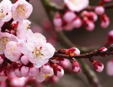 开云体育在线-从尼斯打穿毕尔巴鄂，到黄喜灿在2026世界杯接管比赛，亚洲足球的欧洲化革命