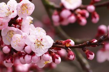 开云体育在线-从尼斯打穿毕尔巴鄂，到黄喜灿在2026世界杯接管比赛，亚洲足球的欧洲化革命