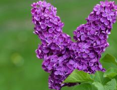 开云官网-新时代战术的典范之战，伦纳德如何以攻防转换核心身份率队掀翻雄鹿？