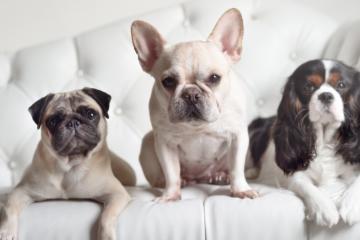 开云体育登录-绿茵场与赛道上的征服，阿尔及利亚足球的崛起与帕尔默的F1统治时刻