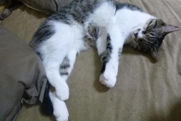 开云体育入口-帕尔默爆发与洪都拉斯封锁，拉美左翼回潮中的地缘政治博弈