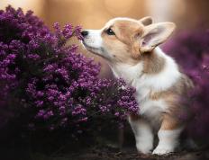 开云体育在线-抢七生死战，上海队逆转独行侠，晋级之路震撼篮坛