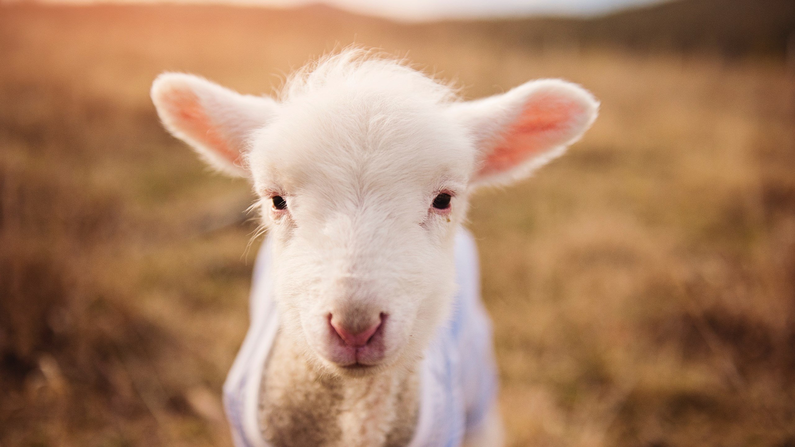 开云体育-萨卡一锤定音定乾坤，尤文鏖战力擒蓝鹰双雄