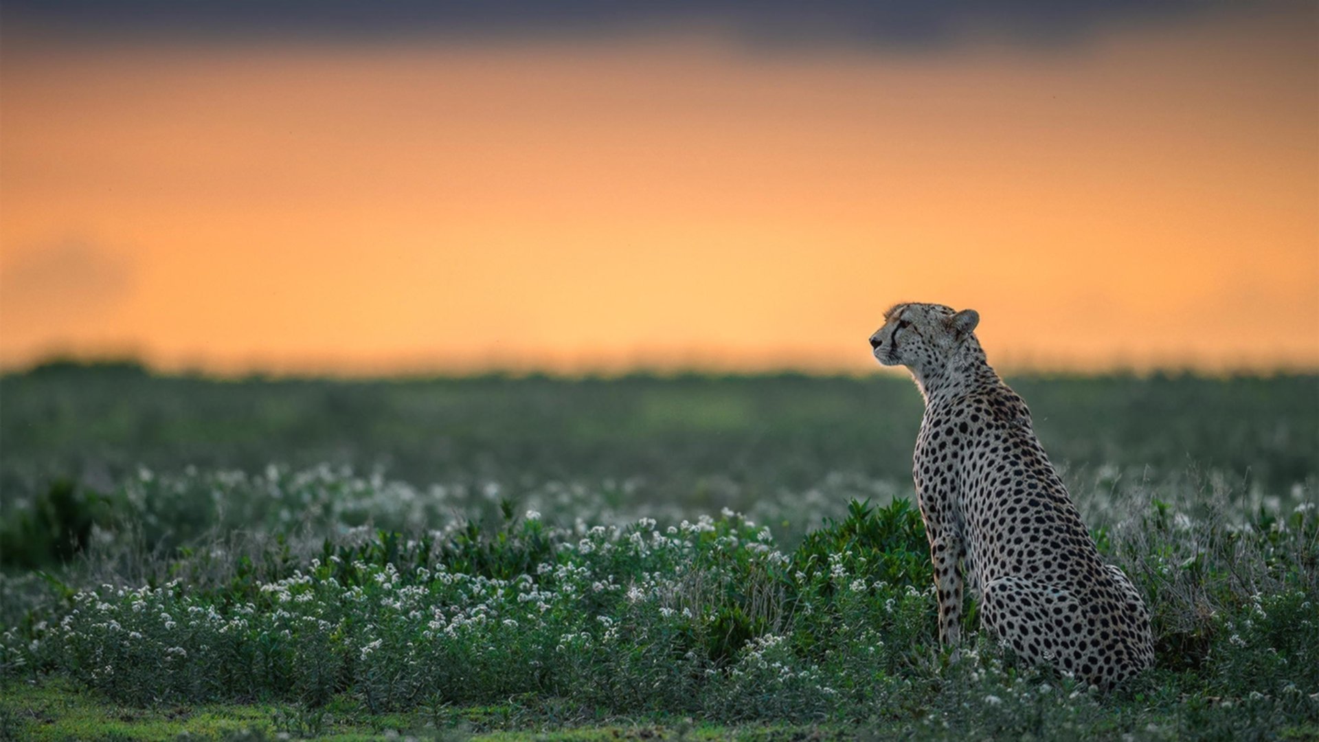 开云体育APP下载-当世界杯哨响,巴黎铁塔在他脚下颤抖,文班亚马的杀戮之夜