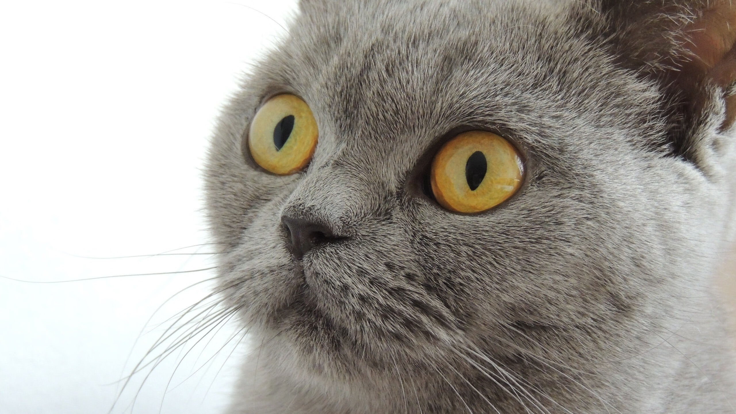 开云体育下载-向不可能宣战，当福克斯的闪电刺破鹈鹕的苍穹