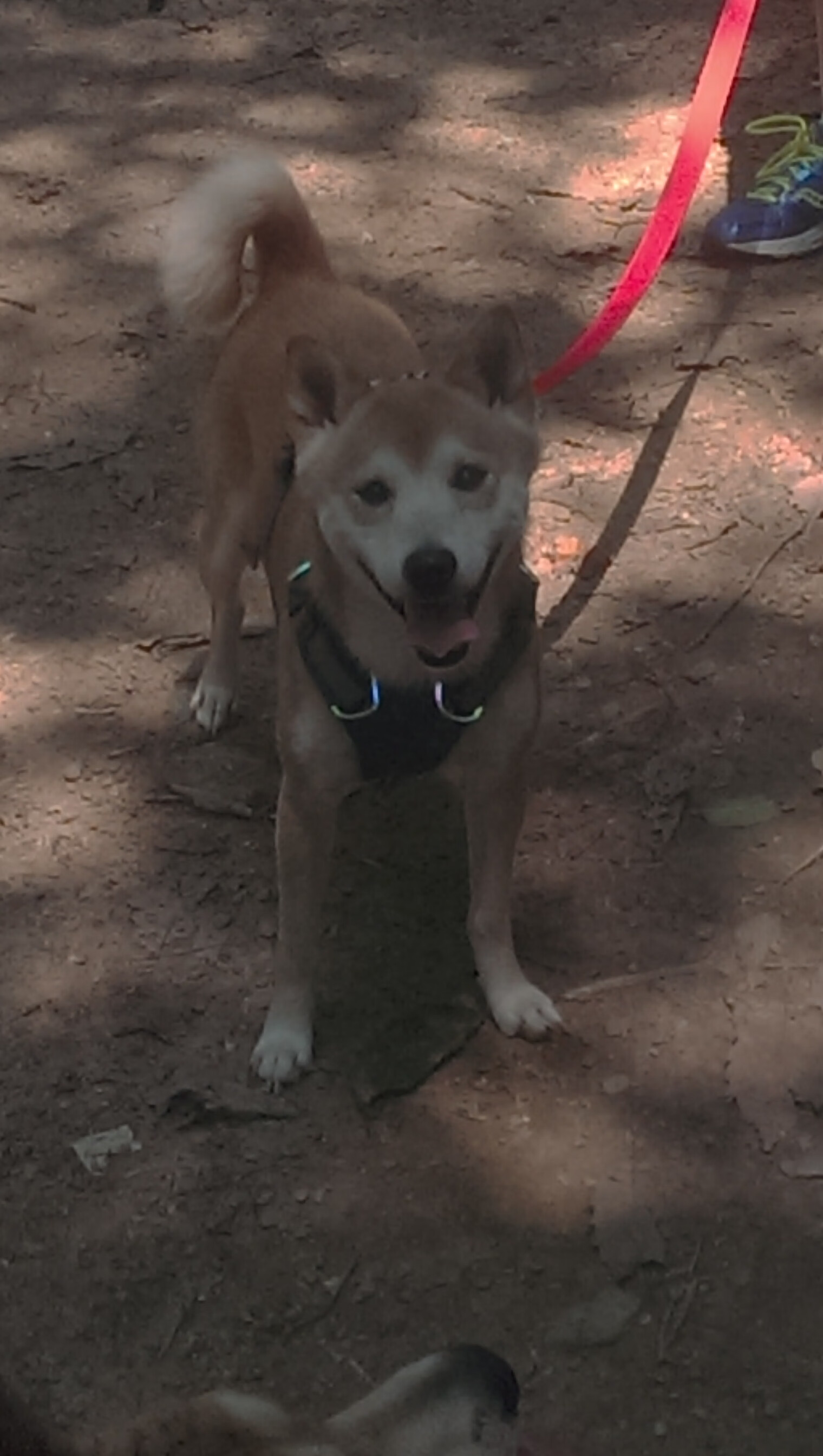 开云体育app-拉梅洛,欧冠决赛夜的魔法与光芒