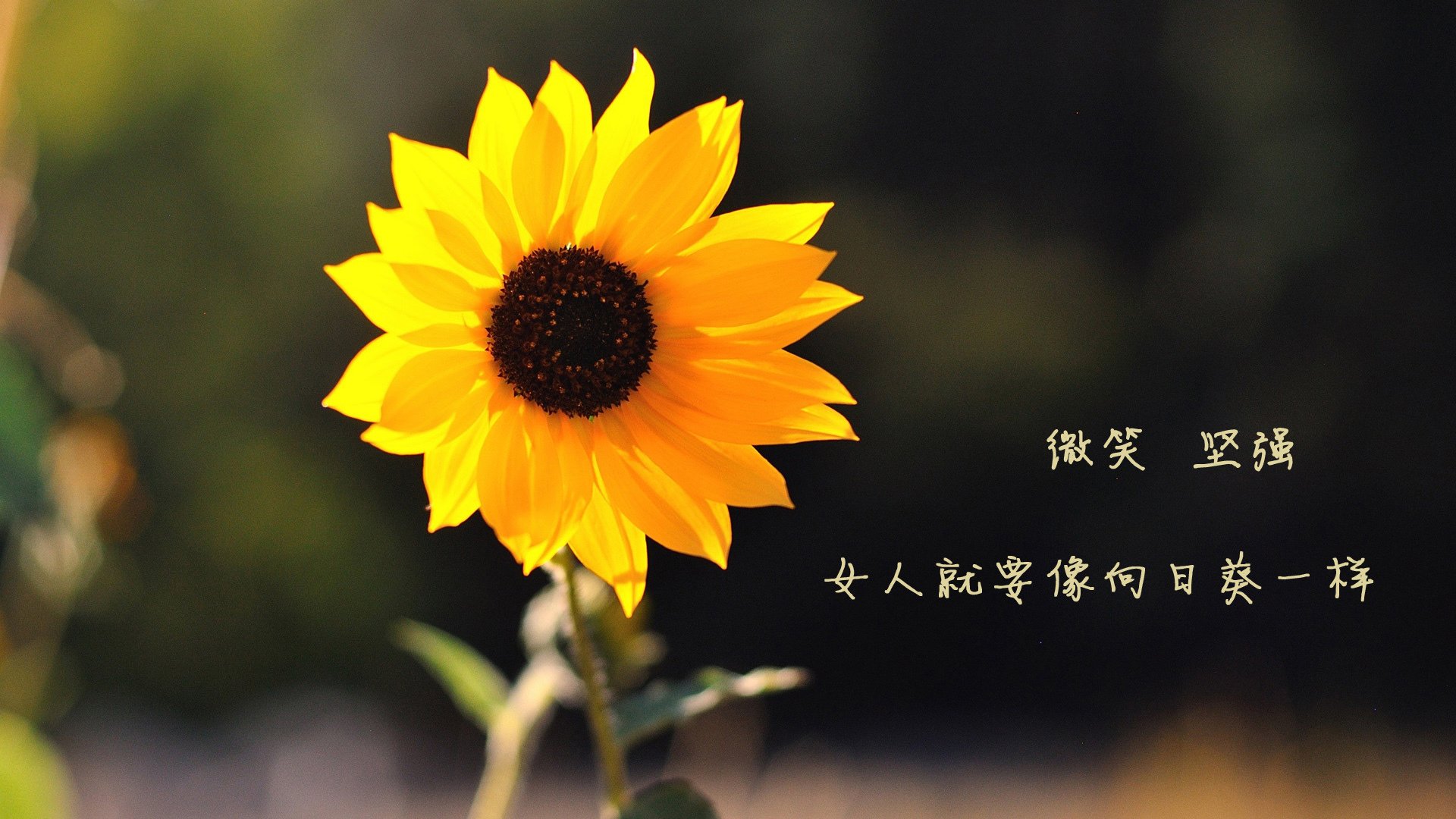 开云体育在线-跨界风暴，魔术封锁火箭与锡安在F1年度争冠的奇迹接管