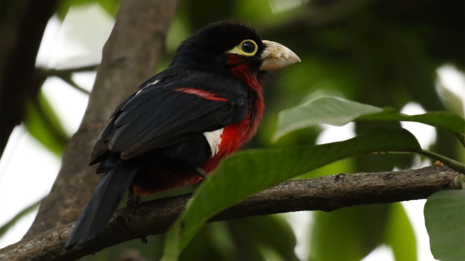 开云APP-历史性对决!北京队终结公牛不败神话,詹姆斯38分统治全场