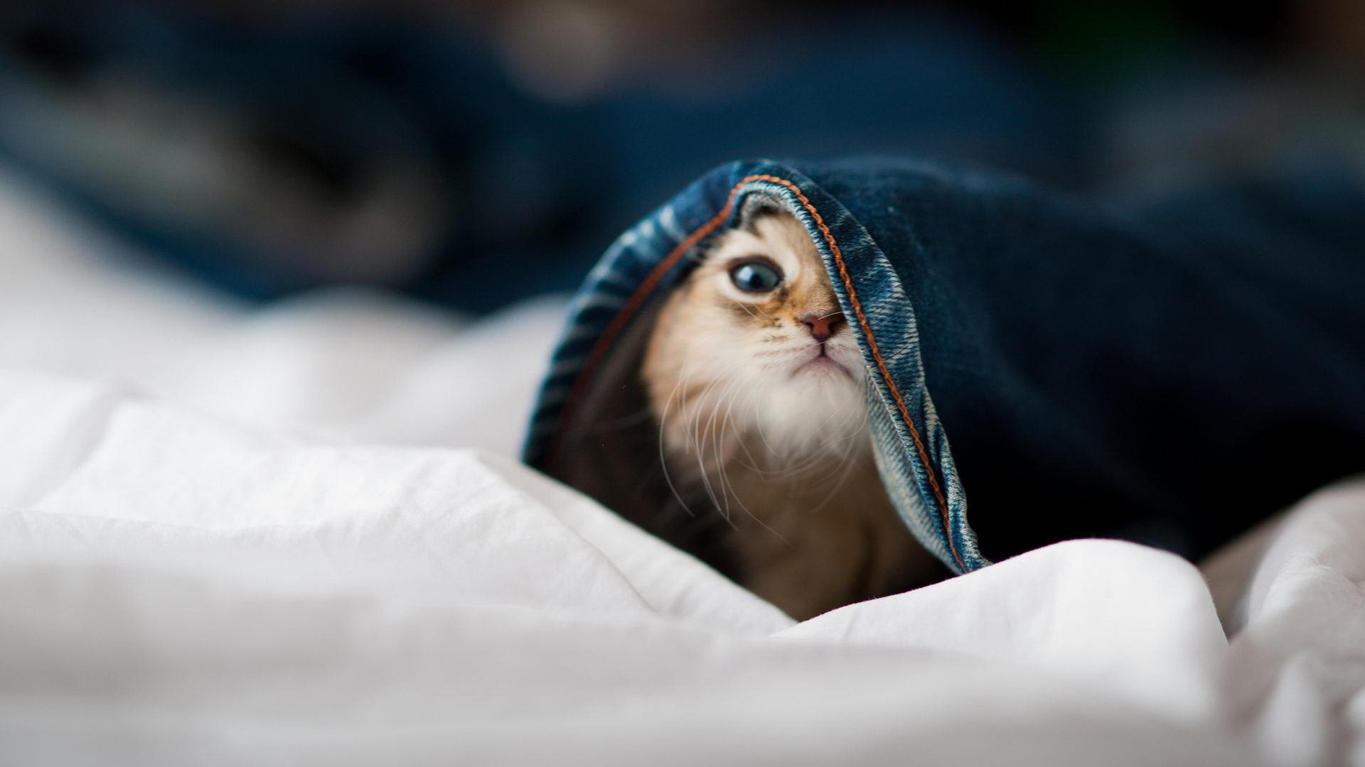 开云体育平台APP-足球奇才率队踏过紫金湖人？当欧冠决赛上演跨界决胜局