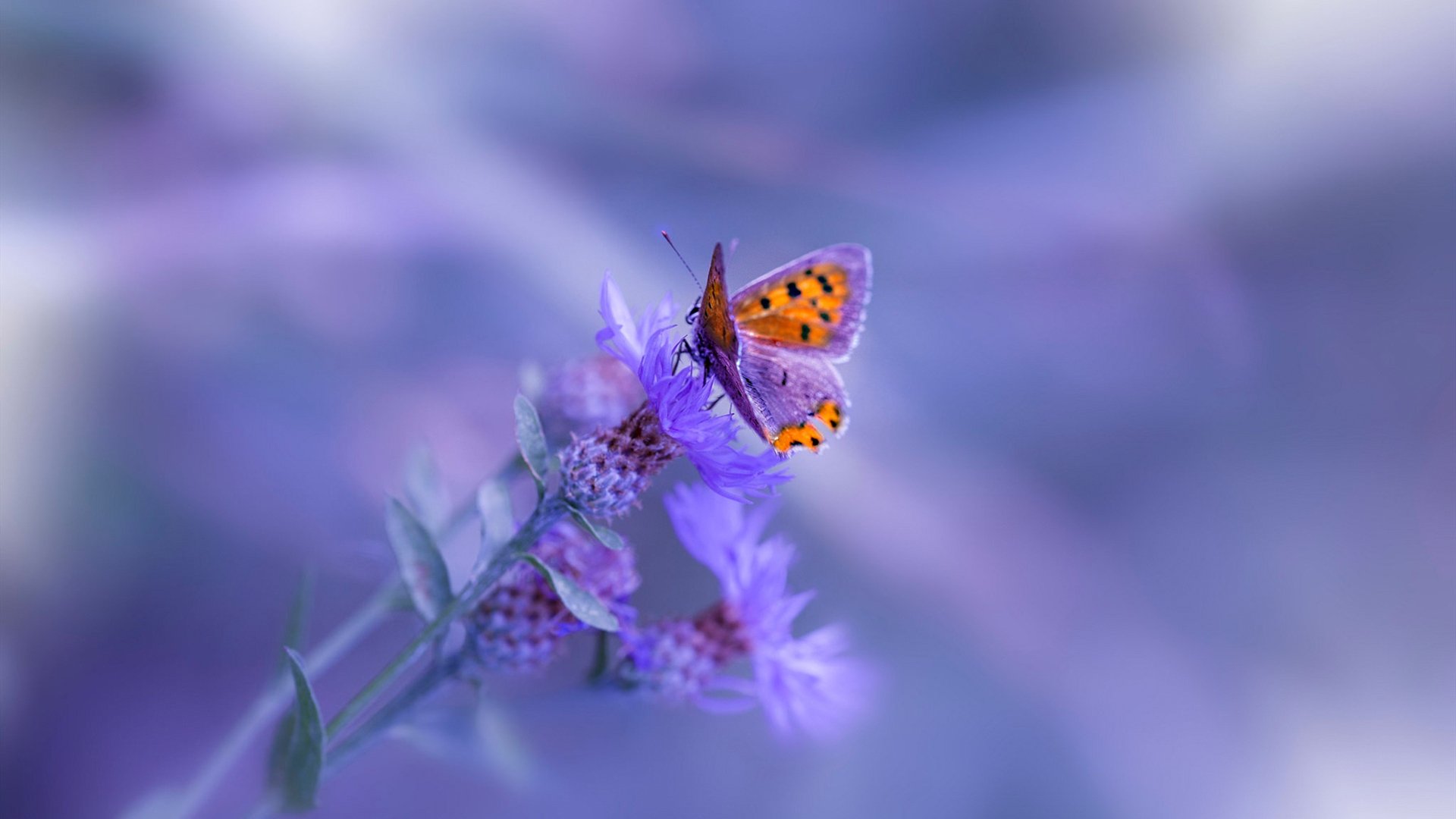 开云官网-跨界奇迹，亚特兰大足球场粉碎摩纳哥，范戴克NBA总决赛接管比赛