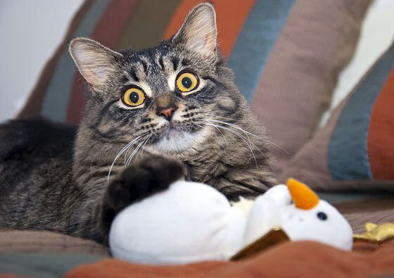 开云下载-莱比锡的眼泪，安第斯的回响，一场1-0如何成为全球足球新纪元的宣言？