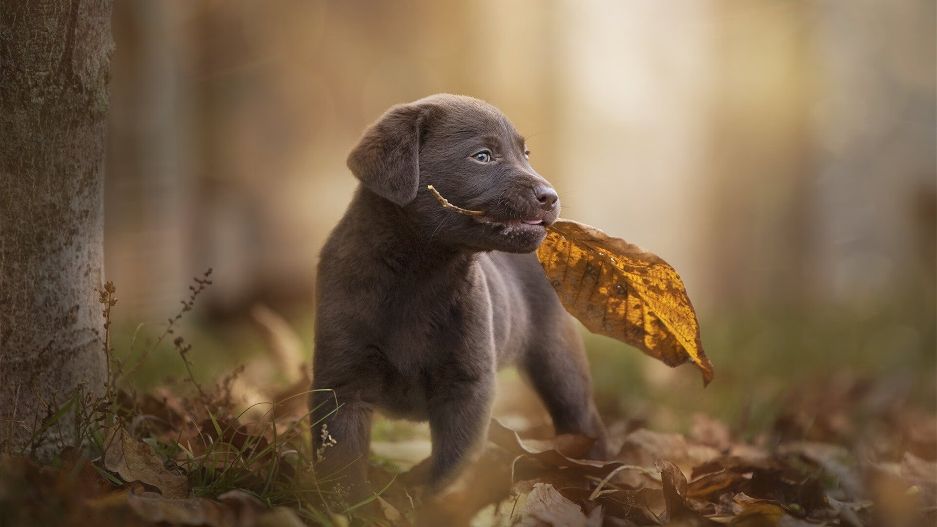开云官网-封神夜,当欧文于抢七绝境中化为完美的定义