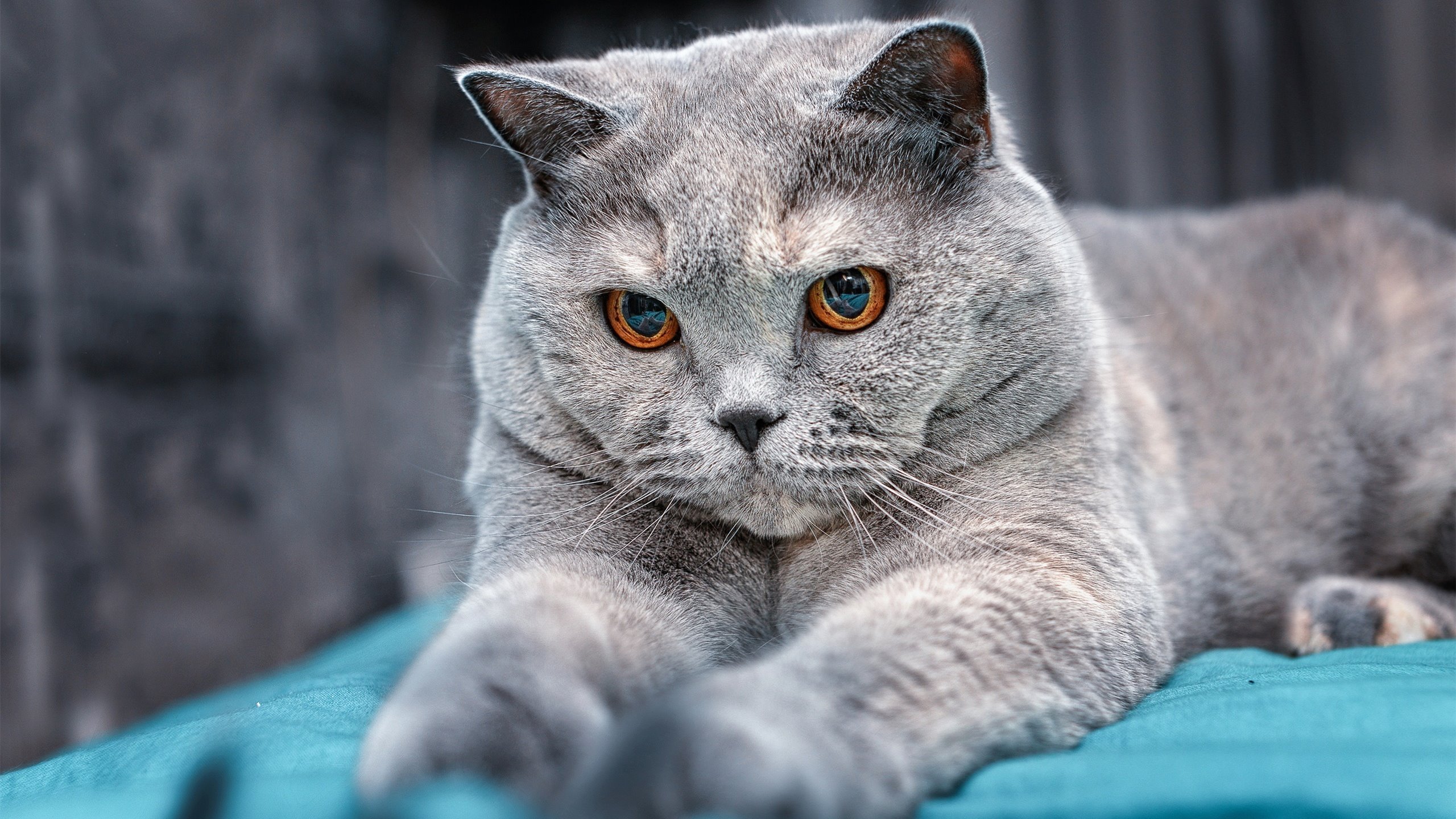 开云APP-穹顶之下,星光乍现,切特·霍姆格伦在盐湖城的破茧之夜