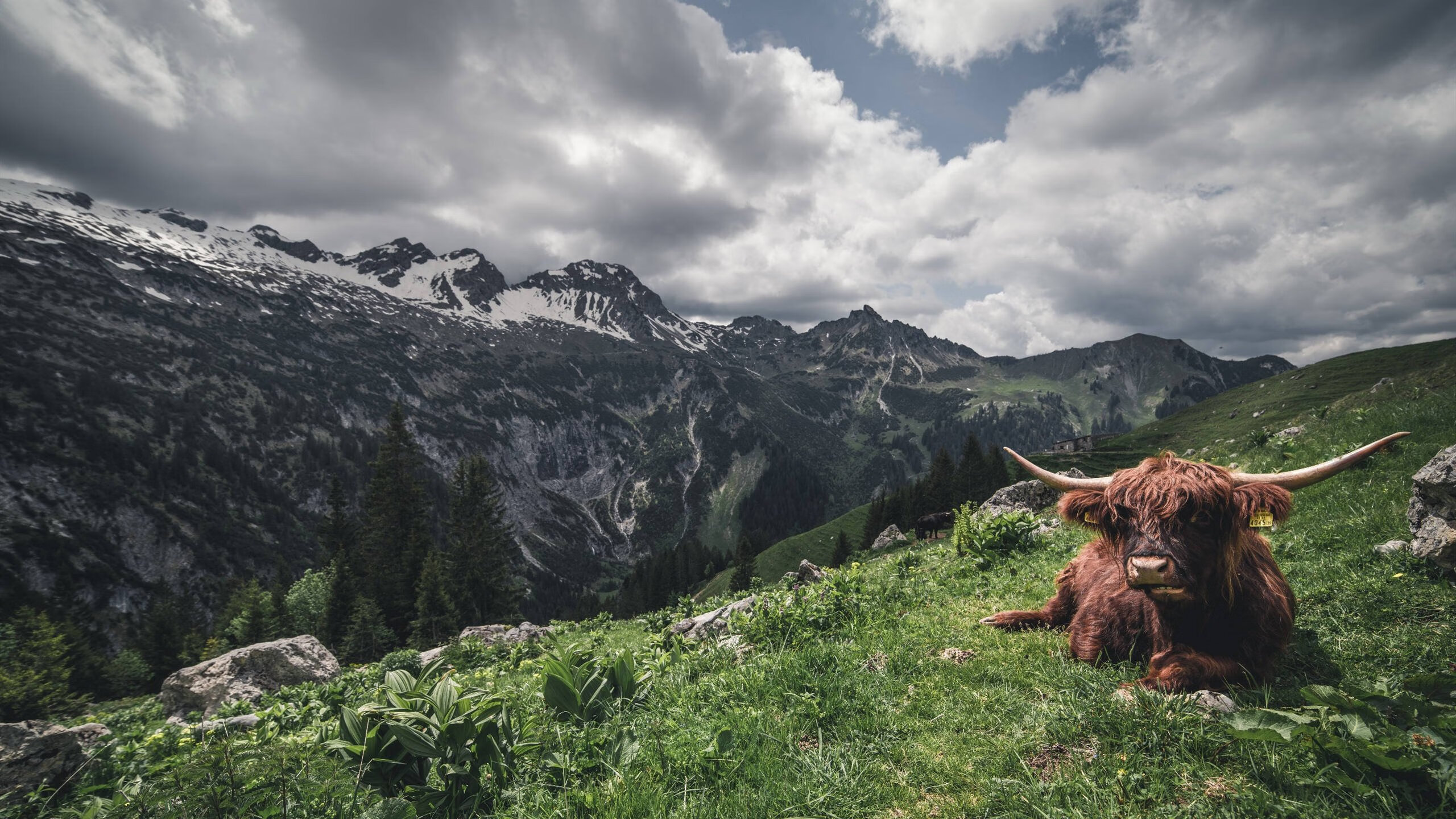 开云体育官方网站-疾风破盾！小贾伦中国行献统治级表现，在移动长城面前正名