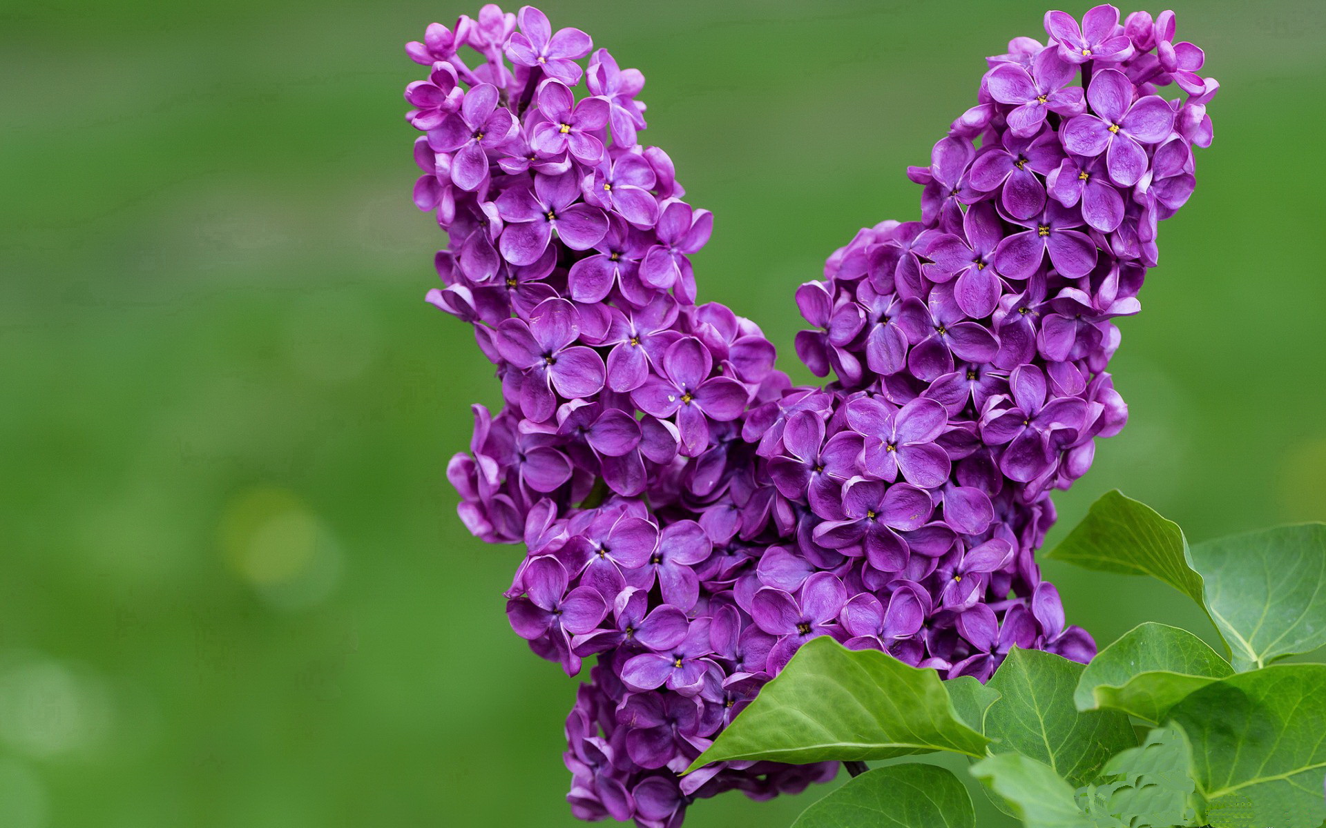 开云体育中国-伊布冠军级表现闪耀，巴黎圣日耳曼力克贝蒂斯