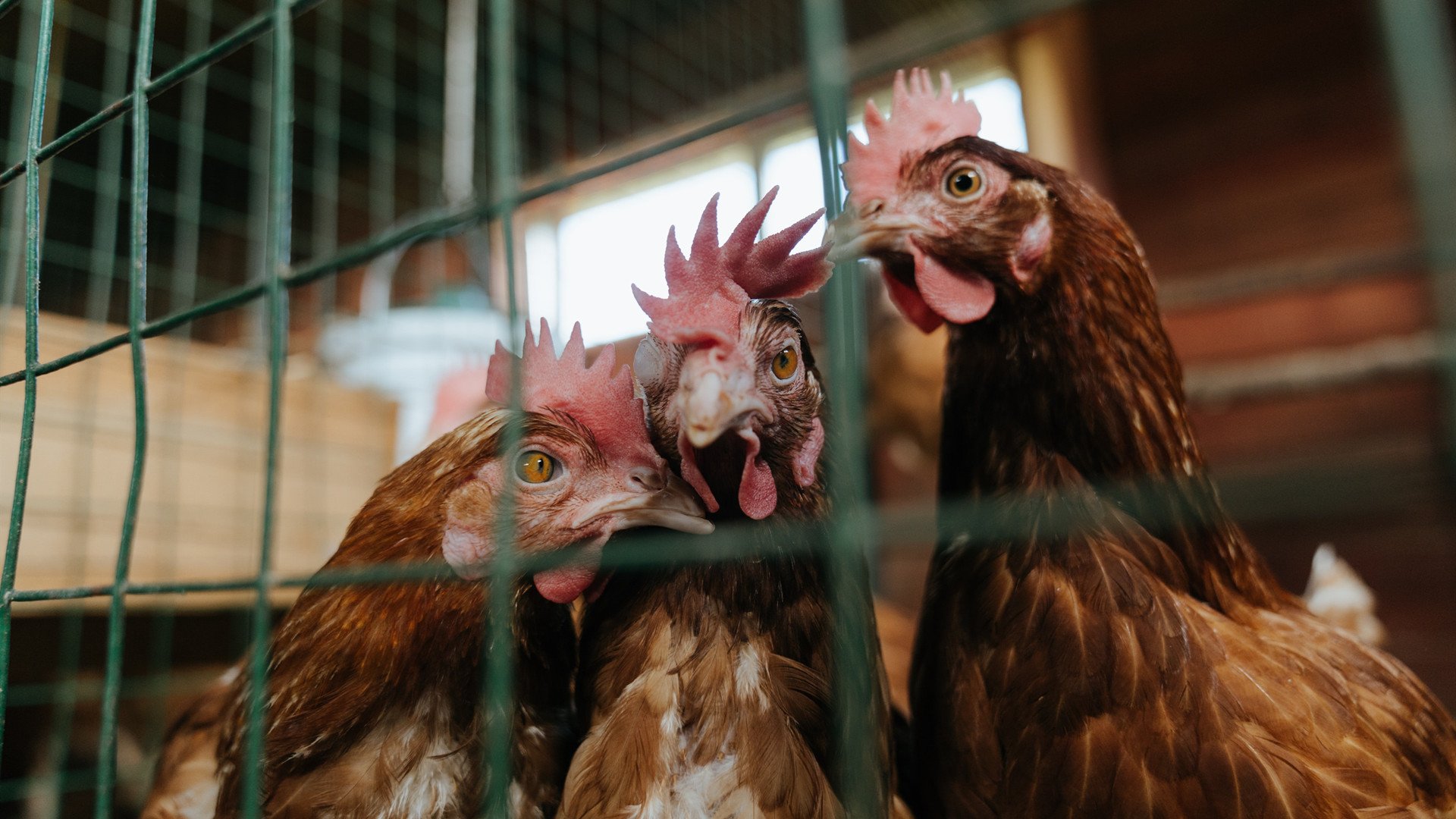 开云体育在线-暗夜骑士，街道迷宫中的制胜博弈